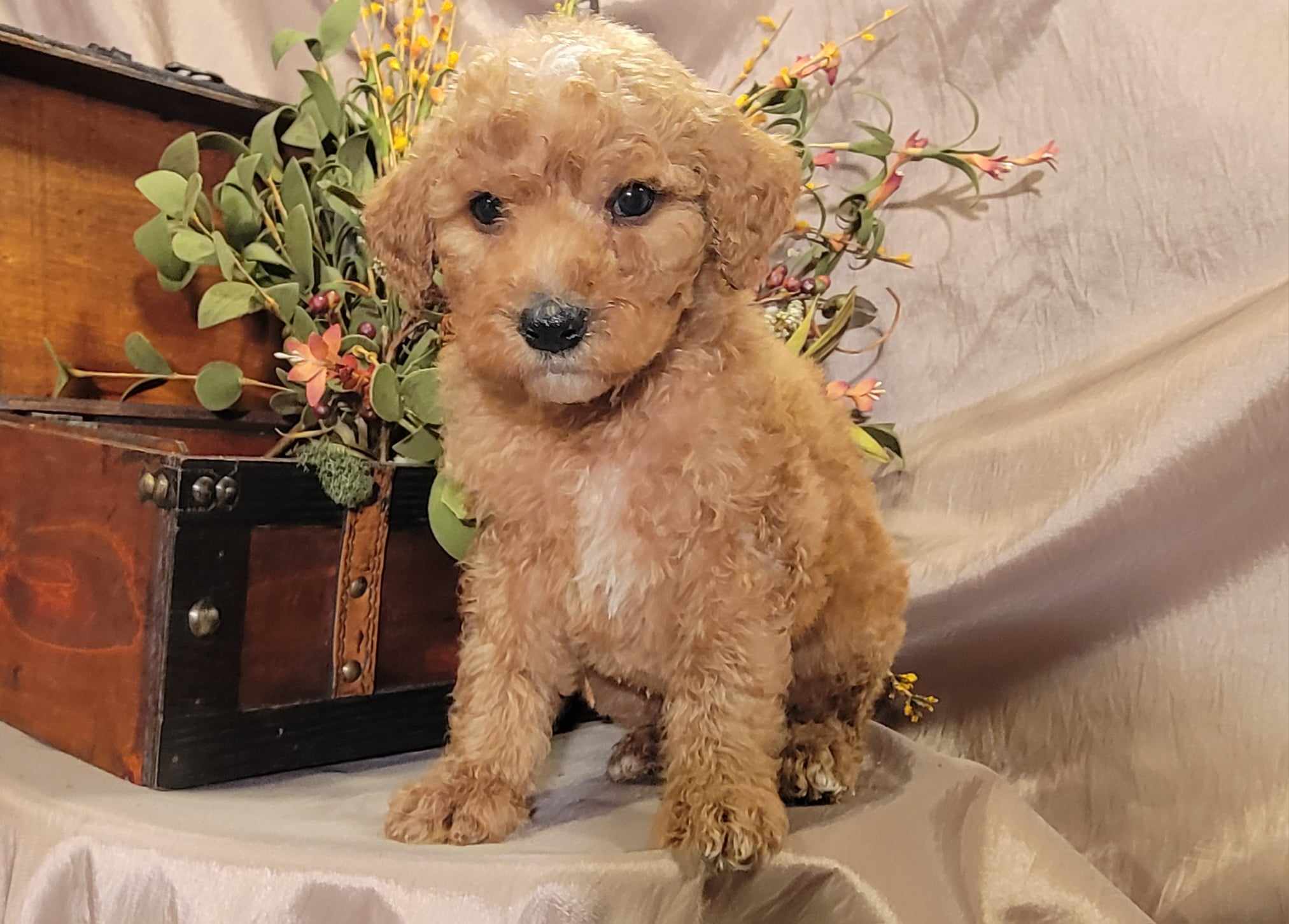 puppy, for, sale, Goldendoodle Mini F1B, Lana  Arnall, dog, breeder, Hartville, MO, dog-breeder, puppy-for-sale, forsale, nearby, find, puppyfind, locator, puppylocator, aca